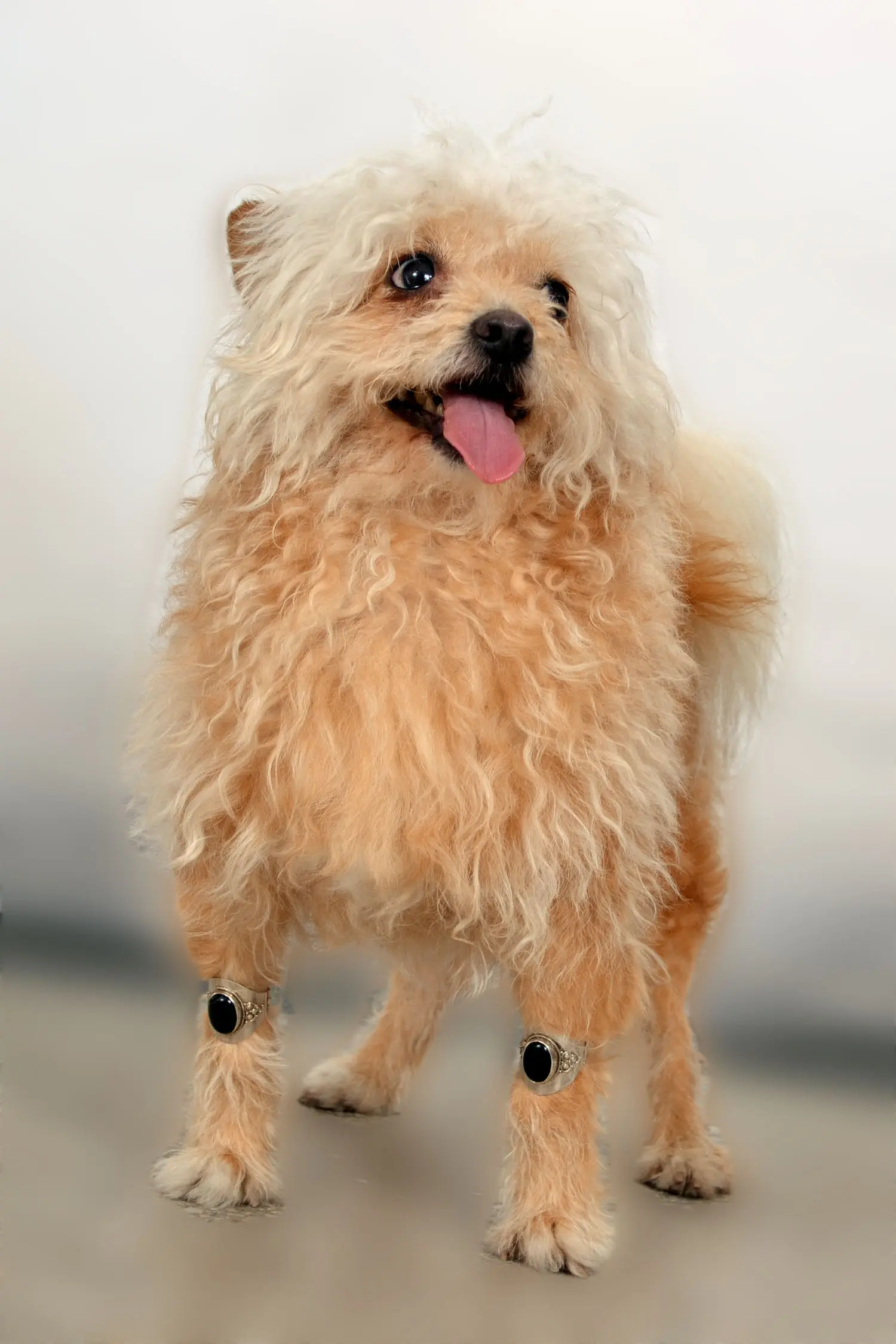 The Perfect Luxury Accessories For Your Dog Breeds 2 DSC 0385