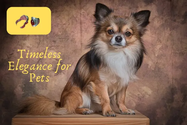 Why This Tiny Dog Breeds Packs a Big Personality 2 Chihuahua