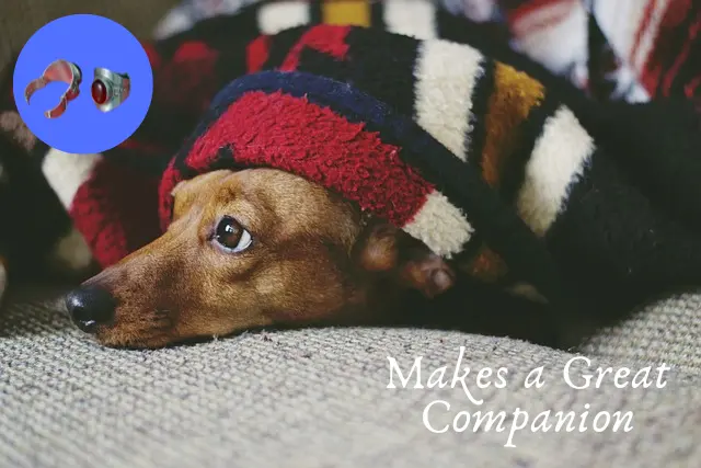 Why This Dog Breeds Makes the Perfect Companion 2 Dachshund