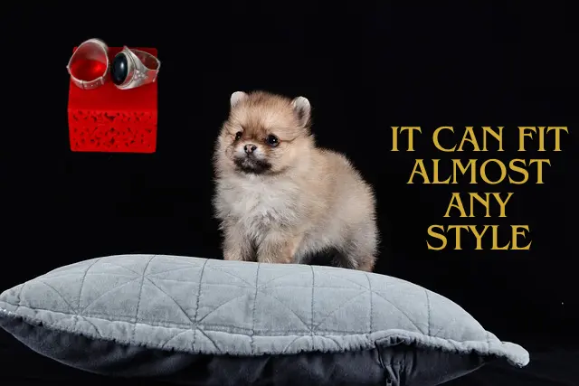 Why This Dog Breeds Makes the Perfect Companion 2 Pomeranian
