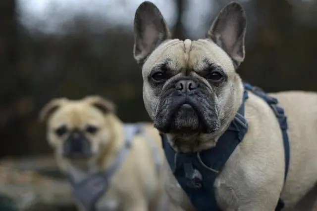 How to Keep Your Small Dog Breeds Healthy 2 dog 8432098 640