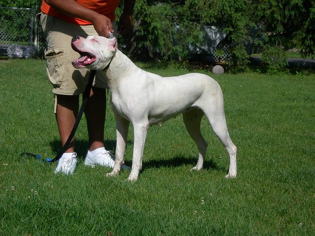 Unveiling the Most Expensive Dog Breeds and Their Unique Qualities 11 dogo argentino 2212214 640