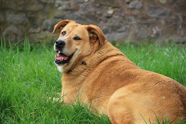 golden retriever 1809044 640