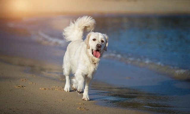 golden retriever 5470788 640