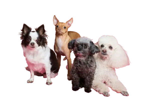 Give Your Small Dog Breeds The Luxury Pure Silver 3 pexels goochie poochie 3299905 removebg preview