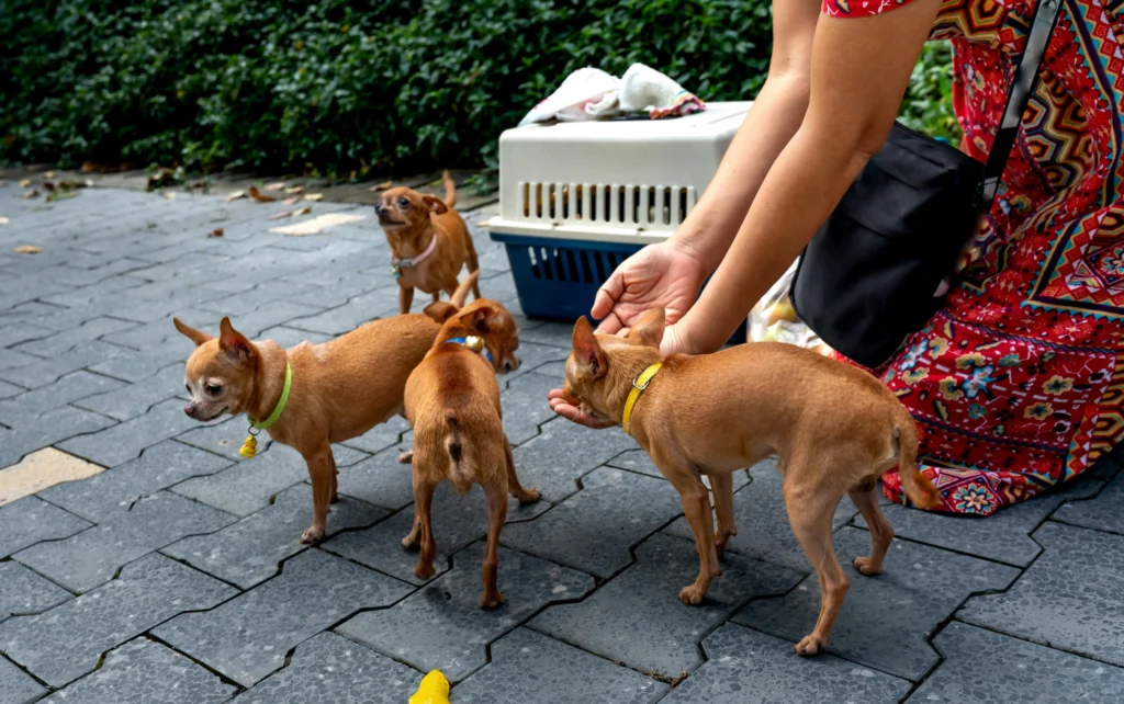Caring For Your Small Dog Breeds Companion 3 pexels quang nguyen vinh 222549 14776495 1