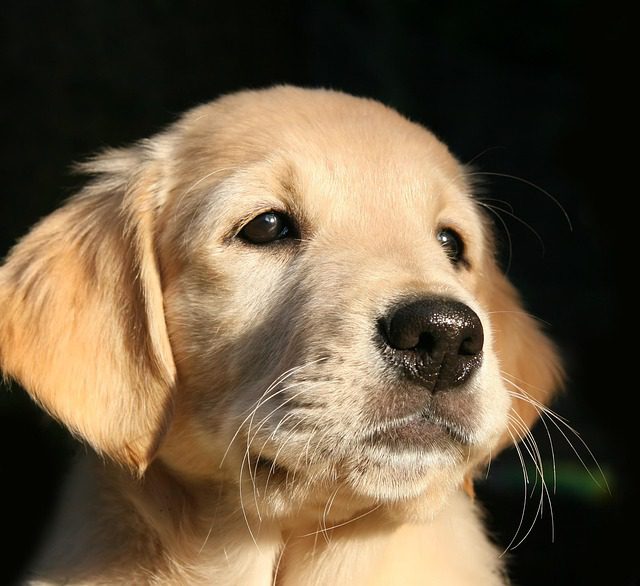 puppy 1187267 640