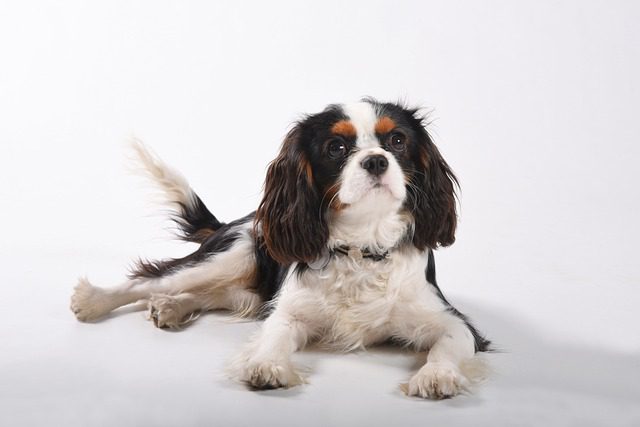 Why Small Dog Breeds Shine with Accessories 2 rider 4889902 640