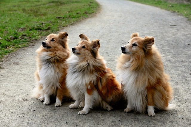 shelties 4104685 640