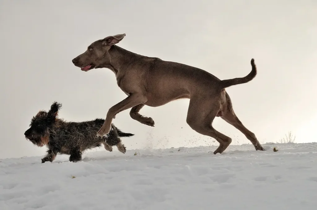 Keeping Your Small Dog Breeds Healthy And Happy 2 weimaraner 2360274 1280