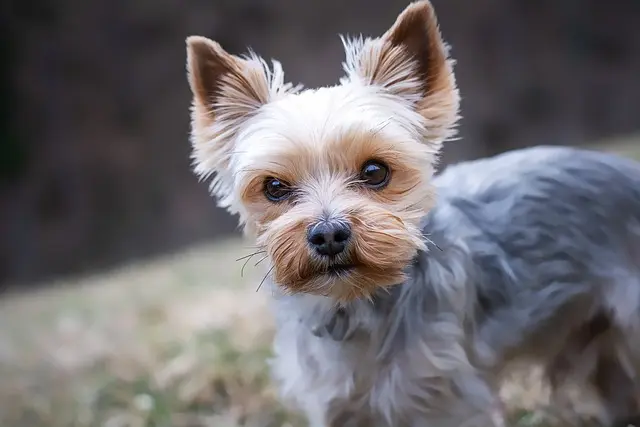Top Small Dog Breeds From Apartment to Adventures 2 yorkshire terrier 4783327 640