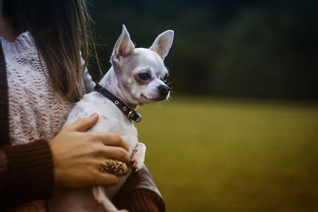 Enduring Legacy of Chihuahuas as a Remarkable Dog Breeds 2 animal 1868578 640