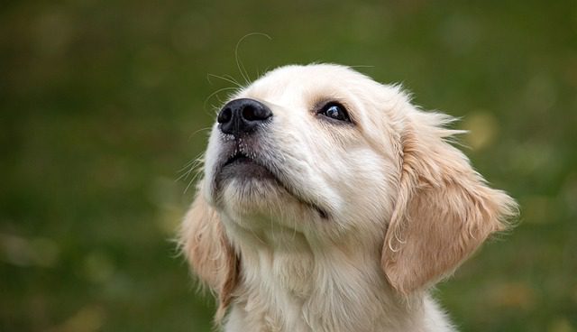 Keep Your Golden Retriever Puppies Free from Boredom 2 Adopting a specific dog breeds, especially a popular one like the Golden Retrieve