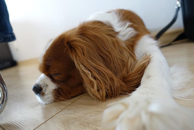Exploring the Playful and Loving Nature of Dog Breeds 4 cavalier 4707037 640