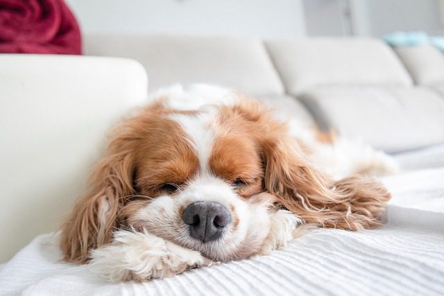 Unveiling the Most Expensive Dog Breeds and Their Unique Qualities 10 cavalier king charles spaniel 7281121 640