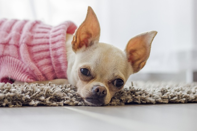 Chihuahuas are a unique dog breeds with specific health 3 chihuahua 2769980 640