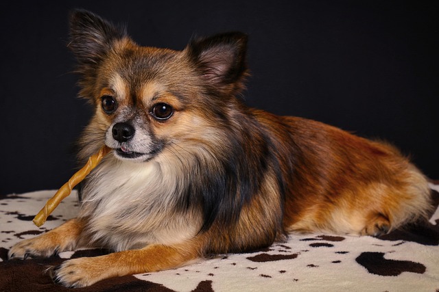 Enduring Legacy of Chihuahuas as a Remarkable Dog Breeds 3 chihuahua 3127320 640