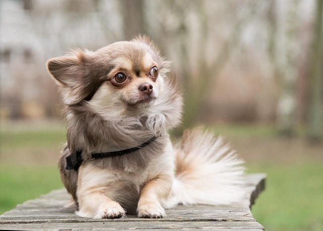 Essential Care Tips for This Beloved Toy Dog Breeds 2 chihuahua 3961096 640