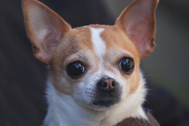 A Complete Guide to Health in Chihuahuas and Dog Breeds 2 chihuahua 4018429 640 1