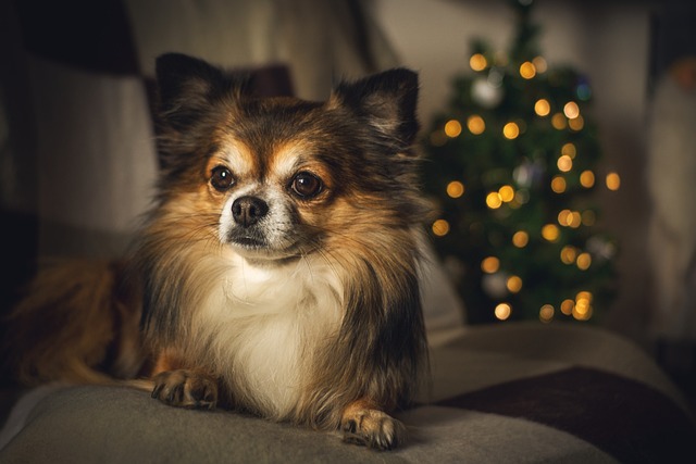 The Enduring Legacy of Chihuahuas as a Spirited Dog Breeds 2 chihuahua 4730005 640