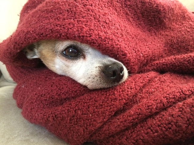 A Complete Guide to Health Problems in Other Dog Breeds 3 chihuahua 633962 640