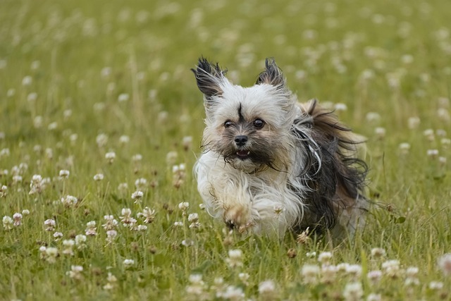 Chihuahuas make wonderful travel small dog breeds 3 chihuahua bolonka 7313282 640