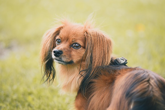 Essential Care Tips for This Beloved Toy Dog Breeds 3 chihuahua papillon 7328301 640 1 1