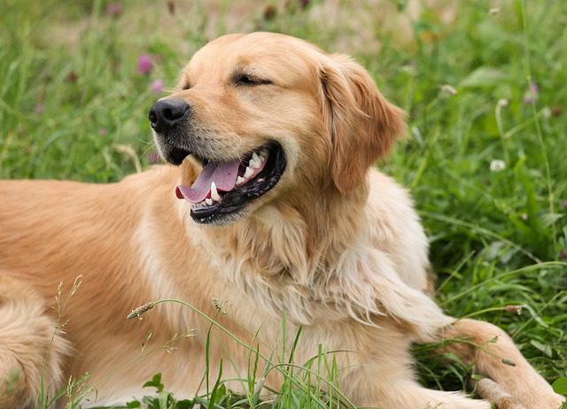 Keep Your Golden Retriever Puppies Free from Boredom 3 dog 1192029 640