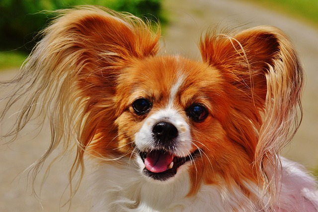 The Ultimate Guide to Choosing the Best Dog Breeds 2 dog 1555958 640