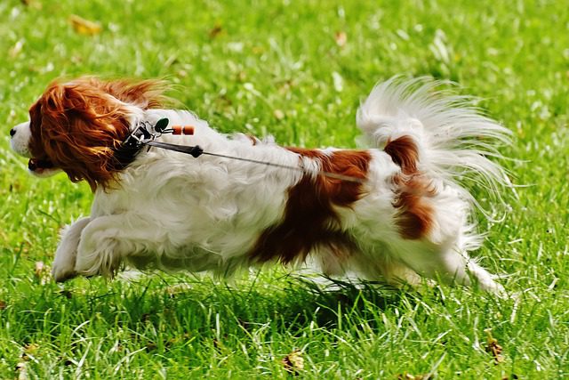 Among the Most Beloved Dog Breeds for Emotional Support 3 dog 1611027 640
