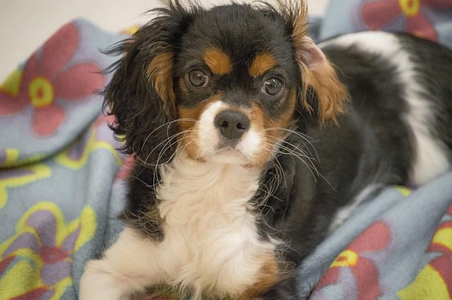 Among the Most Beloved Dog Breeds for Emotional Support 2 dog 2086555 640