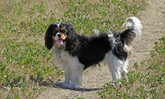 A Complete Guide to Maintaining the Elegance of Dog Breeds 3 dog 2667397 640