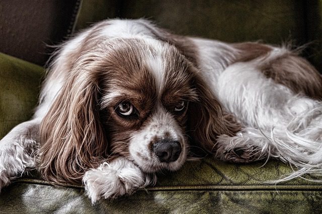 Understanding the Temperament and Training of Dog Breeds 2 dog 2785066 640