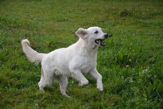 dog 2800942 640