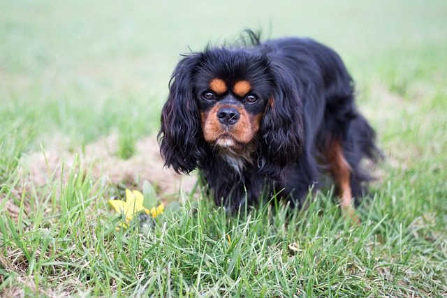 The Affectionate World of Dog Breeds and Loyal Cavalier 3 dog 5619468 640