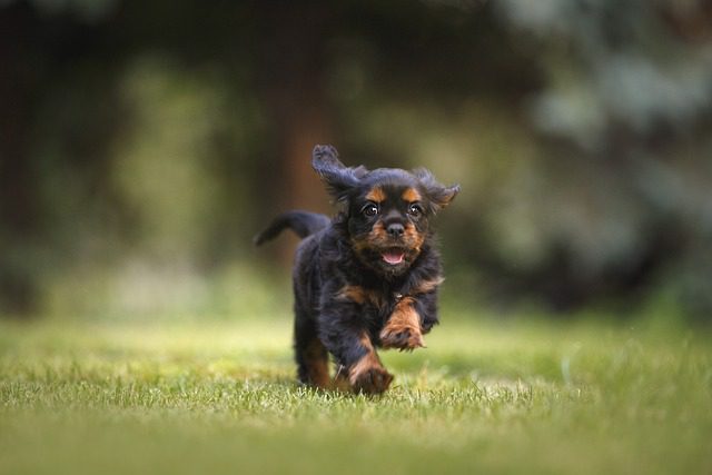 A Complete Guide to Maintaining the Elegance of Dog Breeds 4 dog 6977210 640