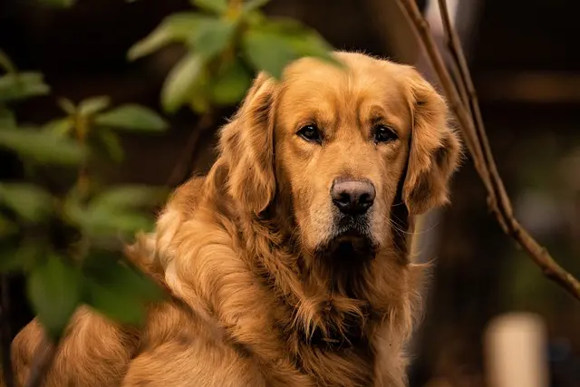 dog 6997211 640