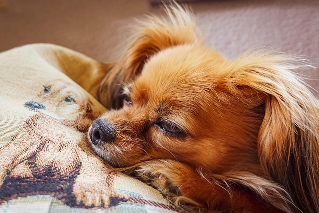 Chihuahuas make wonderful travel small dog breeds 2 dog 7327609 640
