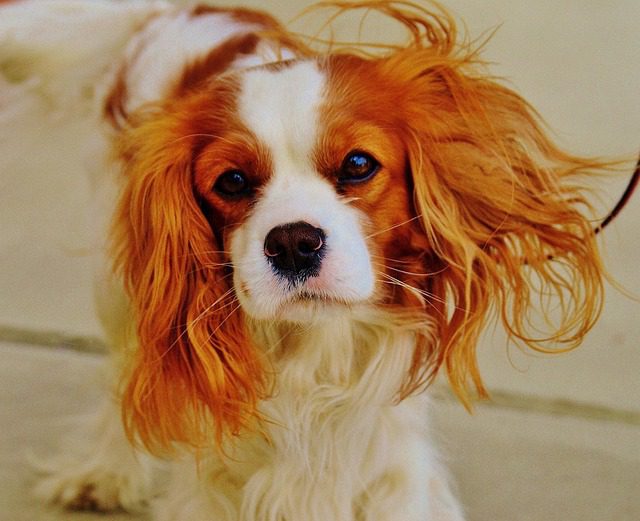 Dog Breeds Unveiled The Charm of Small Companions 3 From Dachshunds to Pomeranians, explore the world of dog breeds in this guide. Uncover their personalities, cultural impact, and how to care for these tiny but mighty companions.