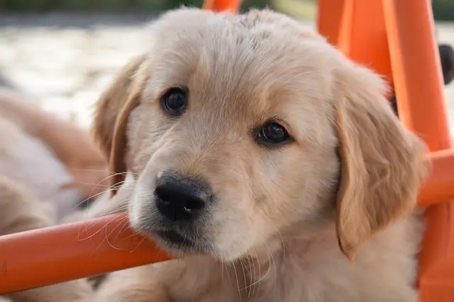 Golden Retriever puppies thrive with early training 3 A well-socialized Golden Retriever puppies will develop confidence in various settings