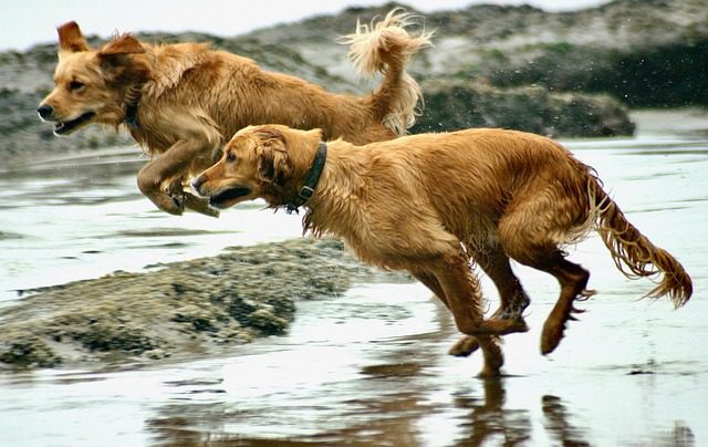 Golden Retrievers are one of the most versatile dog breeds 5 Famous dog breeds in Movies
