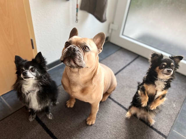 Chihuahuas are a unique dog breeds with specific health 2 dogs 7454682 640