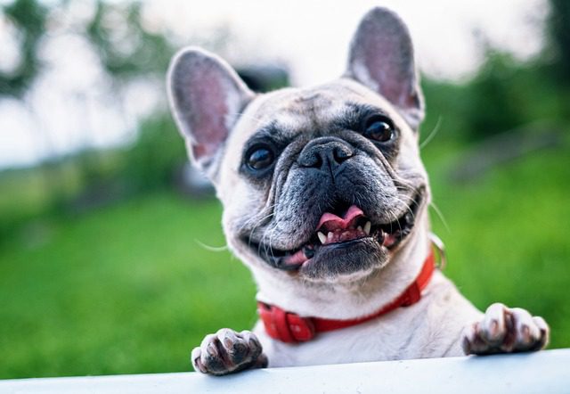 Essential Health Tips for This Beloved Dog Breeds 3 french bulldog 1482630 640