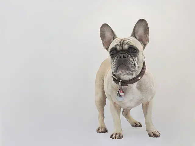 french bulldog 2734703 640