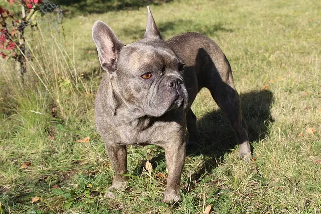 french bulldog 4499027 640
