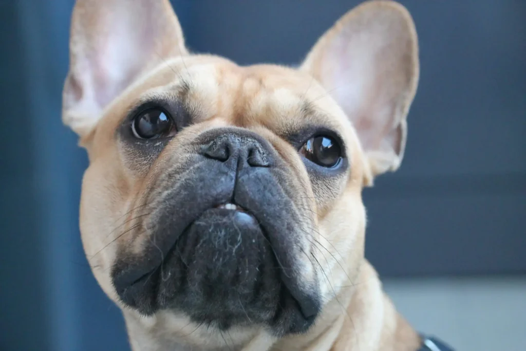 How to Protect Your dog breeds Joint Health 3 frensh 1