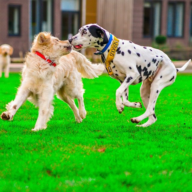 golden retriever 3968662 640