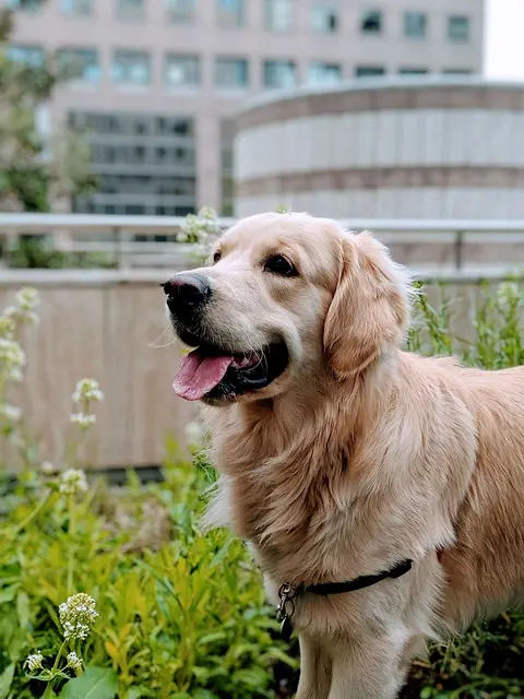 golden retriever 4292254 640