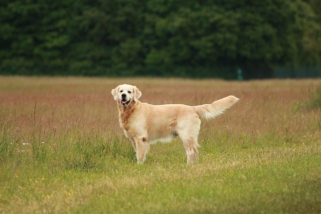 golden retriever 5240323 640