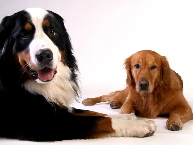 golden retriever 642012 640